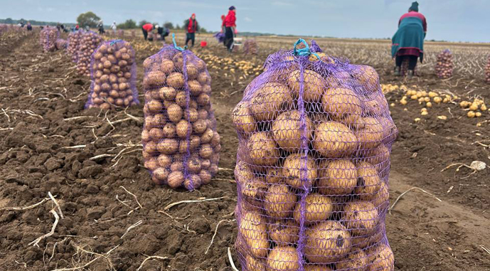 Potato-Rivne-21