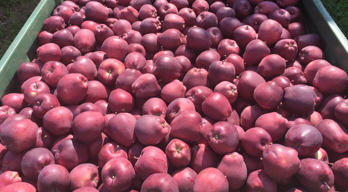 apple-red-delicious-king-50