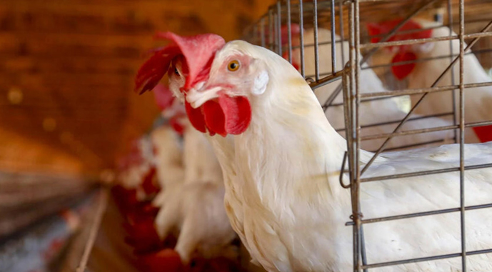 hen-brazilian-8765