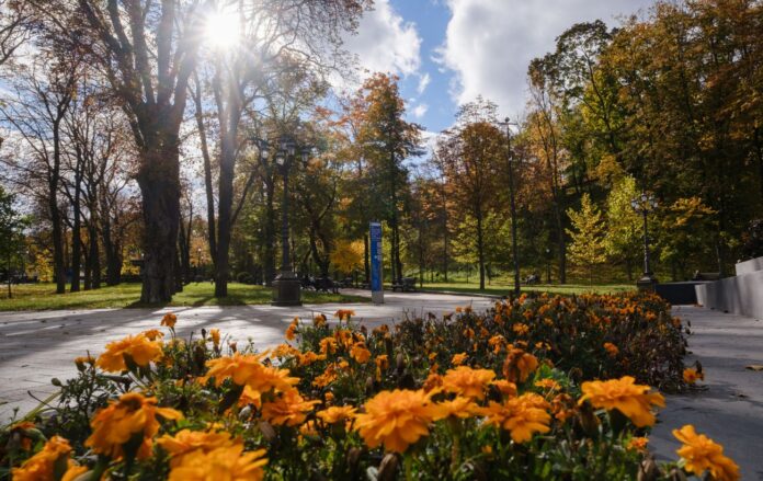 _osin_park_chornobrivtsi_sontse_kriz_derevo_bili_hmarki_kiyiv_vitaliy_nosach_rbk_ukrayina_5940_12304eecd630b75c1b0edff2c011fa2e_1300x820