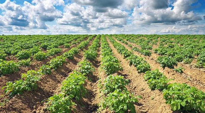 potato-fild-1124.jpg.