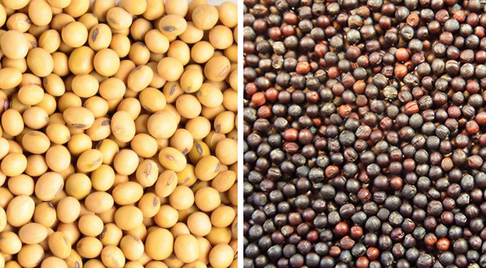 soy-rapeseed-4523