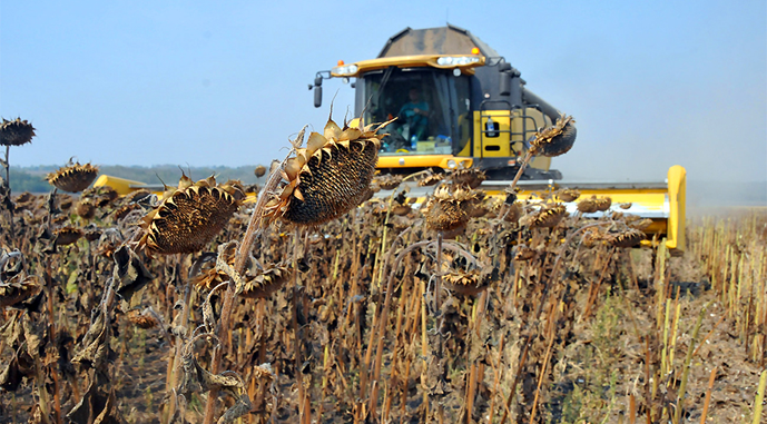 sunflower-Harv-28495